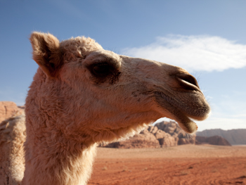 Wadi Rum Camel