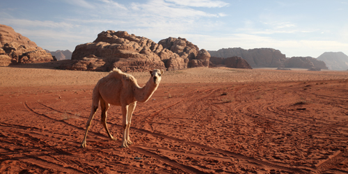 wadi rum camel jeep