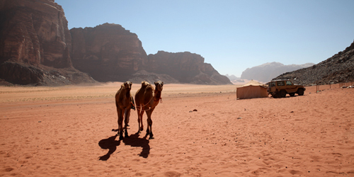 camel hours wadi rum