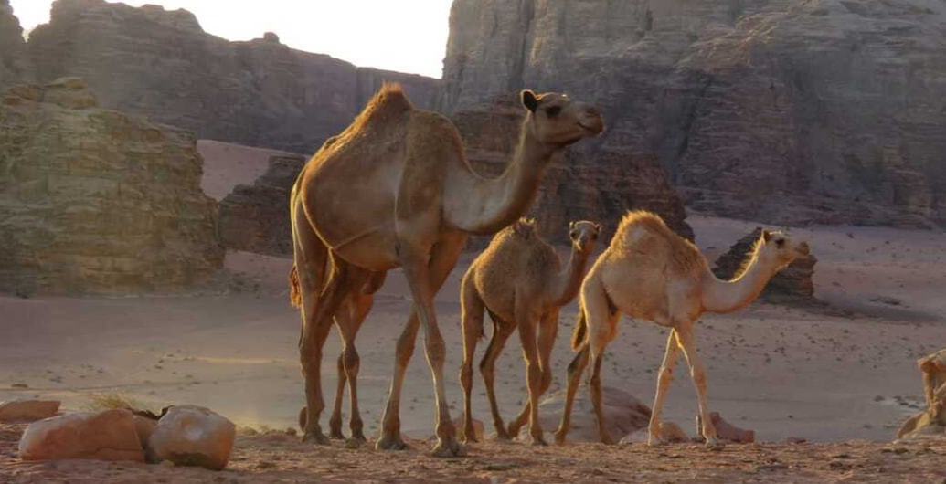 camel trips wadi rum