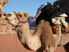 Camel Trekking
