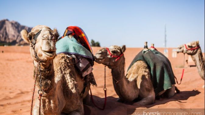 camel trek wadi rum