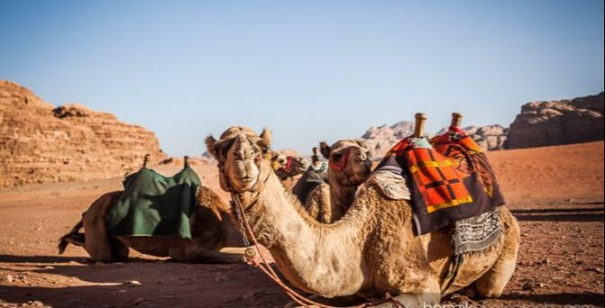 Camel Trek Wadi Rum
