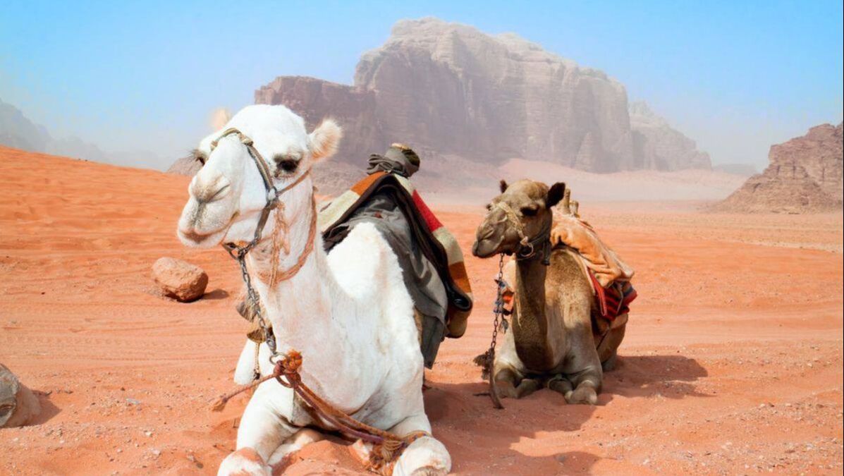 wadi rum racing camels
